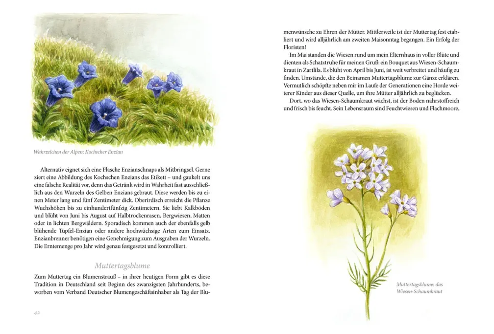 Sommerwiese