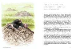 Sommerwiese