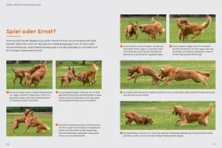 Sprachkurs Hund mit Martin Rütter