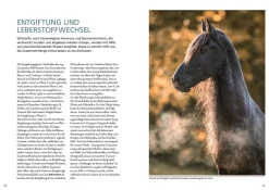 Stoffwechselerkrankungen bei Pferden