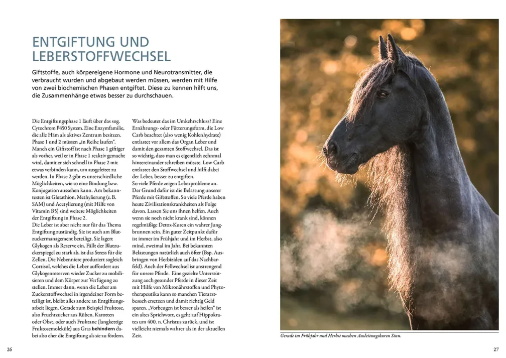 Stoffwechselerkrankungen bei Pferden