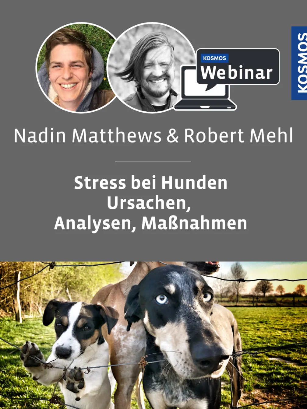 Stress beim Hund – Ursachen, Analyse, Maßnahmen