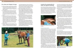 Tellington Training für Pferde