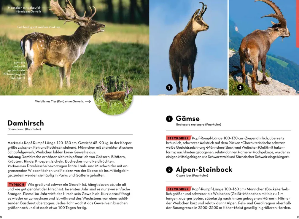 Tiere und Pflanzen Deiner Heimat