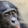 Tierisch intelligent