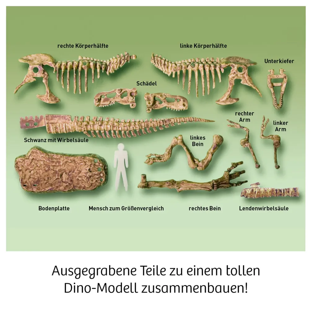 T-REX - 3D