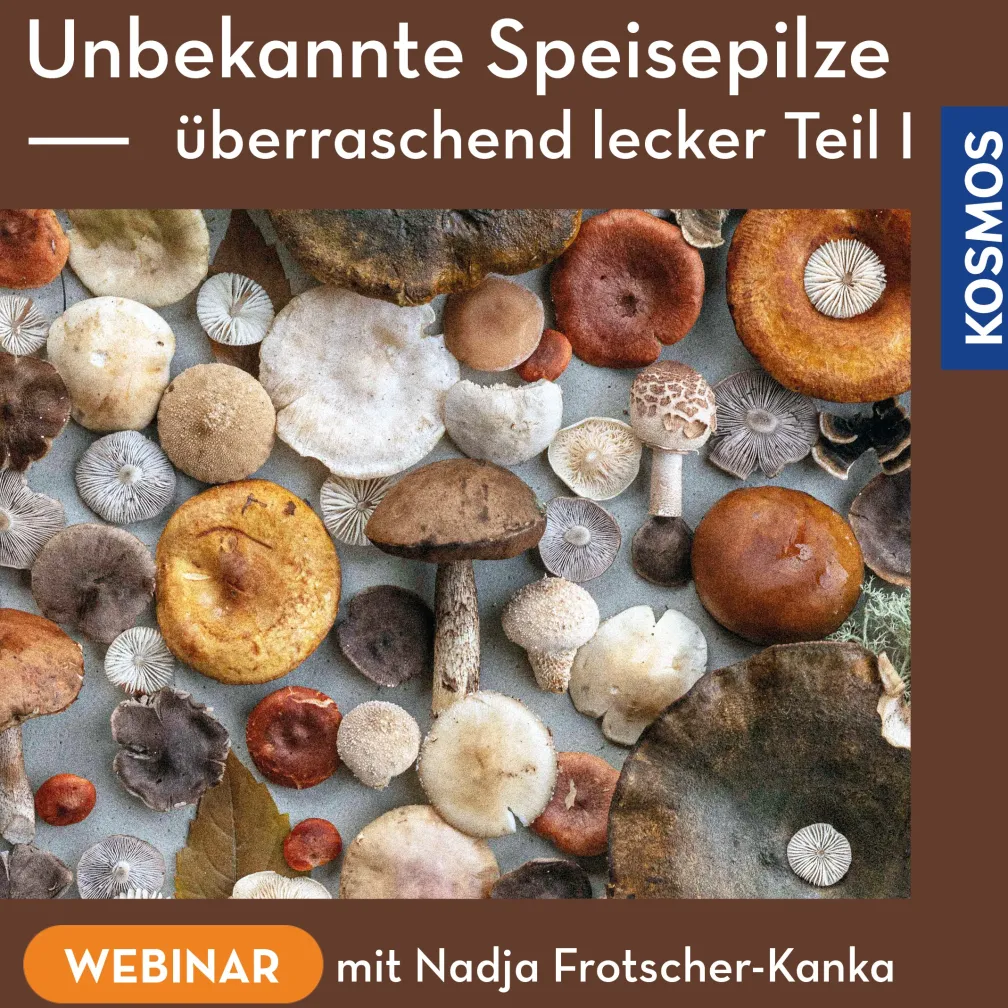 Unbekannte Speisepilze – überraschend lecker Teil 1