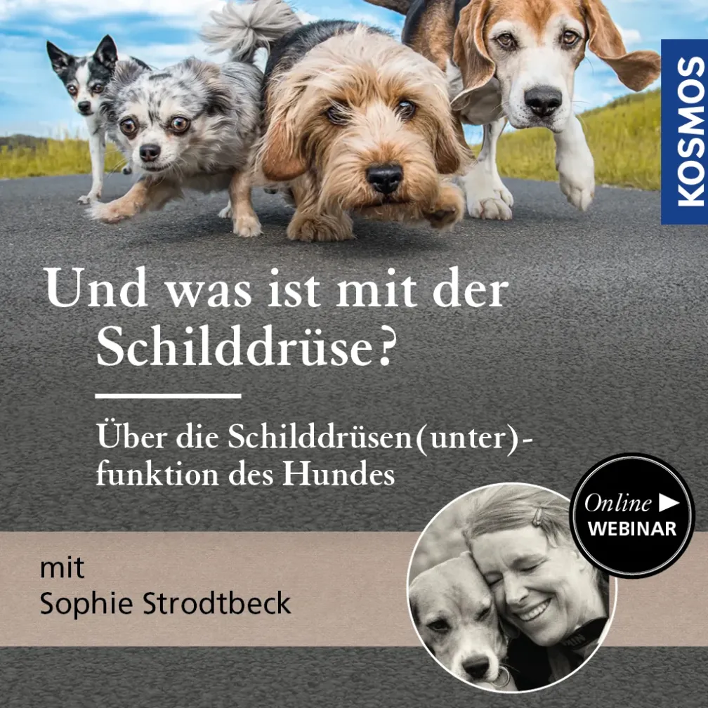 Und was ist mit der Schilddrüse? – Über die Schilddrüsen(unter)funktion des Hundes