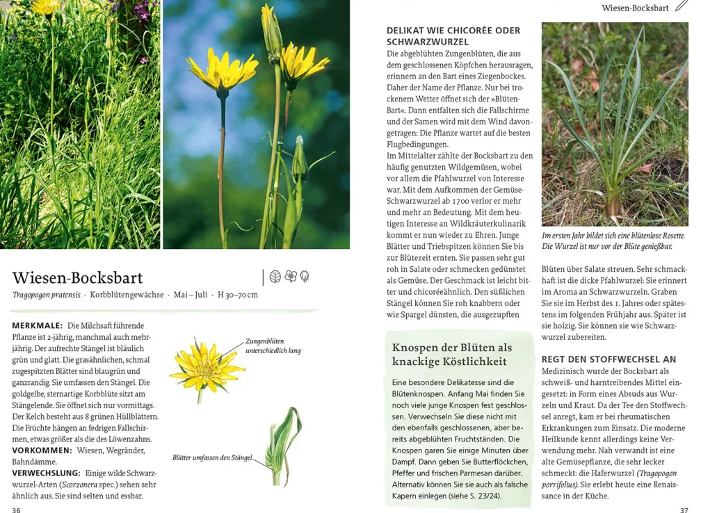 Unsere essbaren Wildpflanzen
