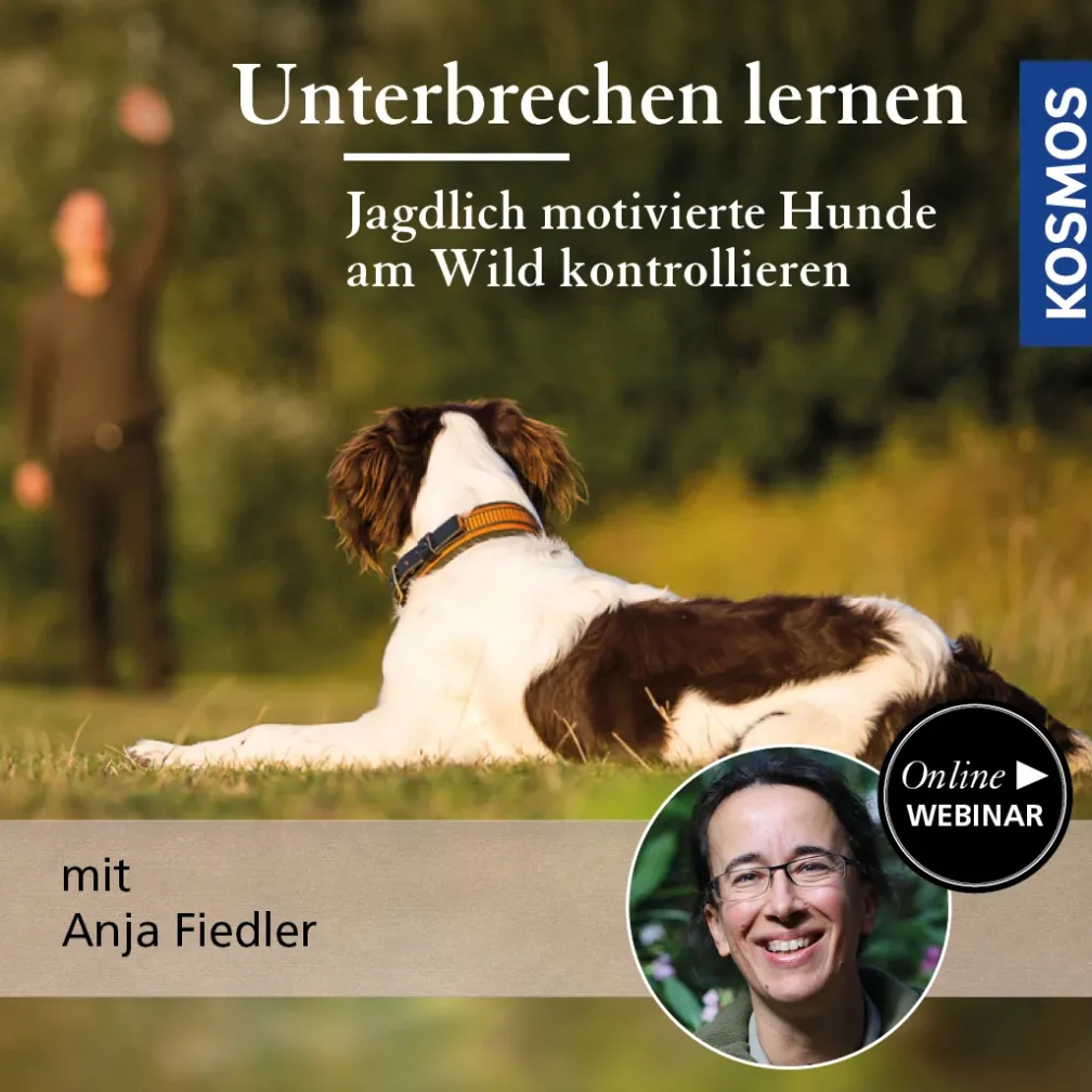 Unterbrechen lernen – Jagdlich motivierte Hunde am Wild kontrollieren