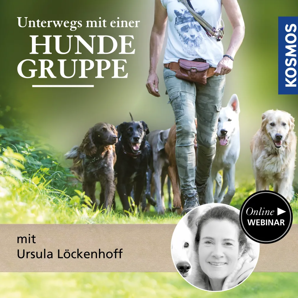 Unterwegs mit einer Hundegruppe