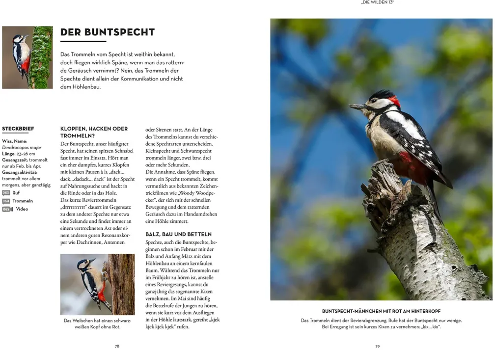 Vögel bestimmen mit den Ohren