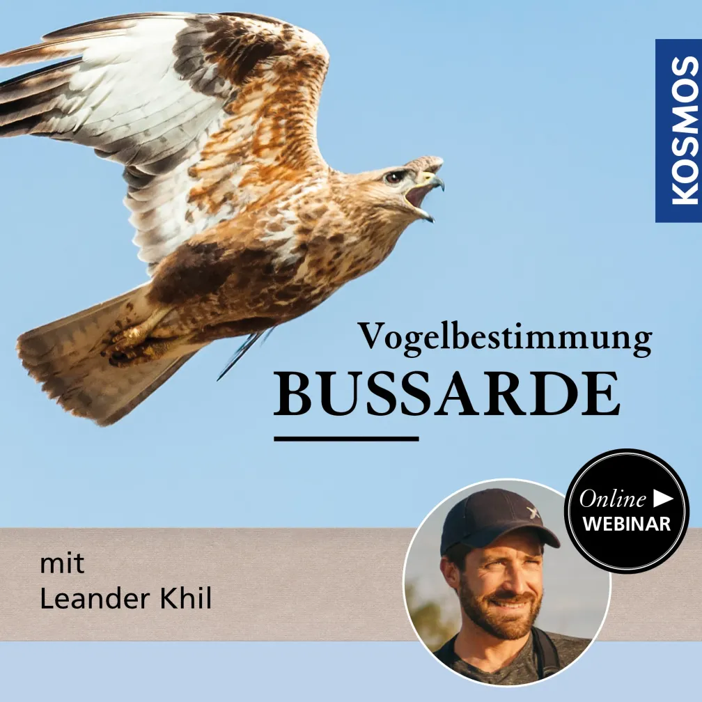 Vogelbestimmung: Bussarde