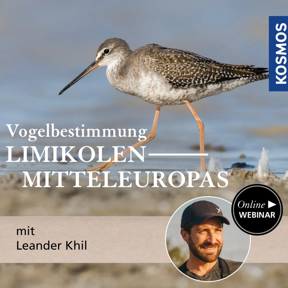 Vogelbestimmung: Limikolen Mitteleuropas