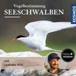 Vogelbestimmung: Seeschwalben