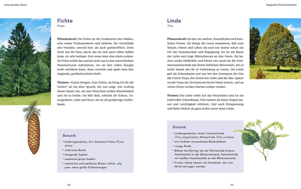 Waldyoga an Orten der Kraft