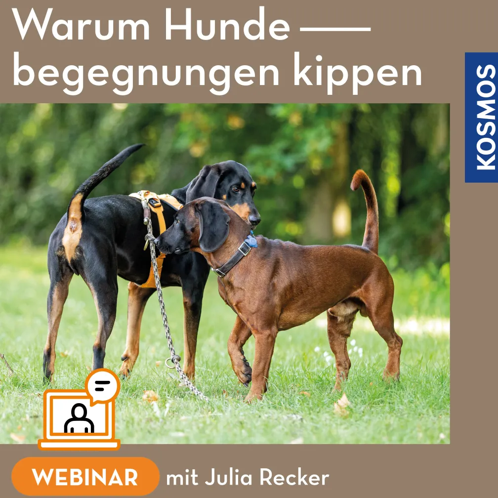 Warum Hundebegegnungen kippen