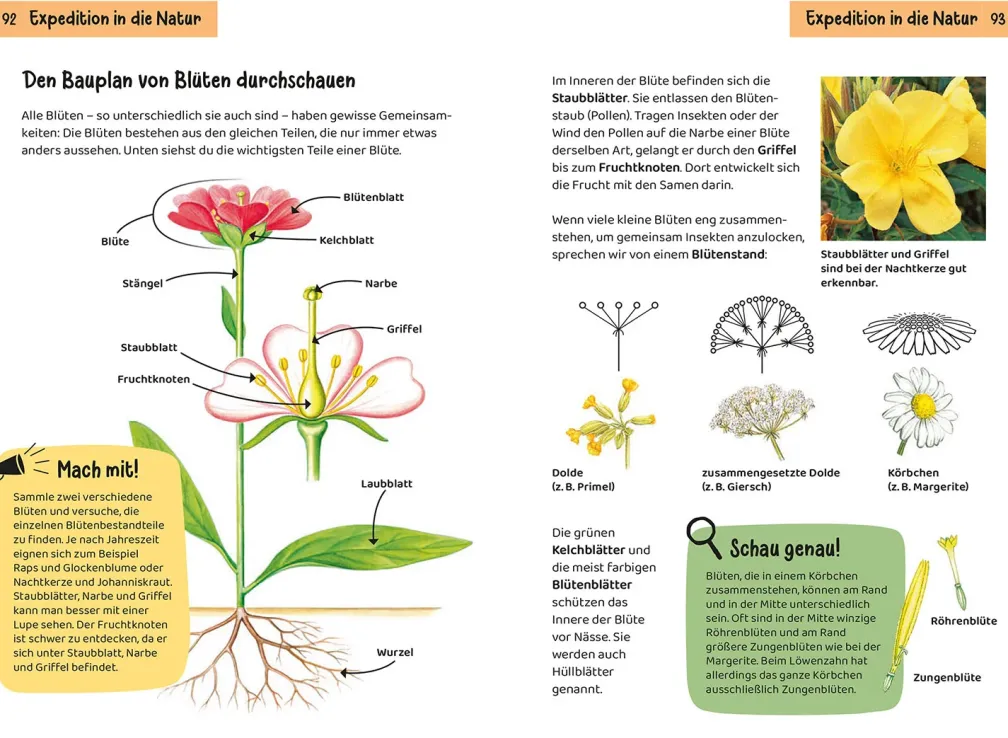 Was blüht denn da? Kindernaturführer