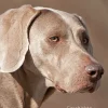 Weimaraner