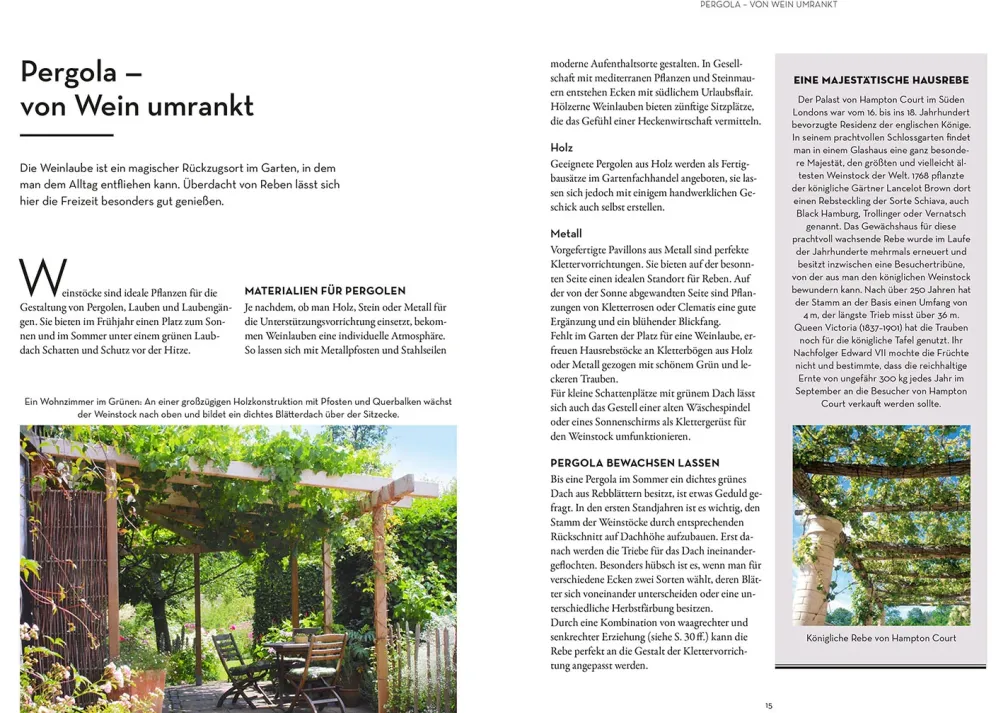 Wein im Garten anbauen & ernten