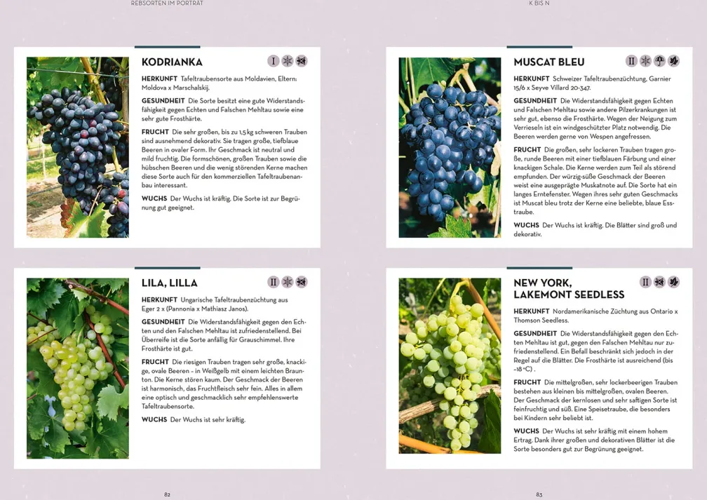 Wein im Garten anbauen & ernten