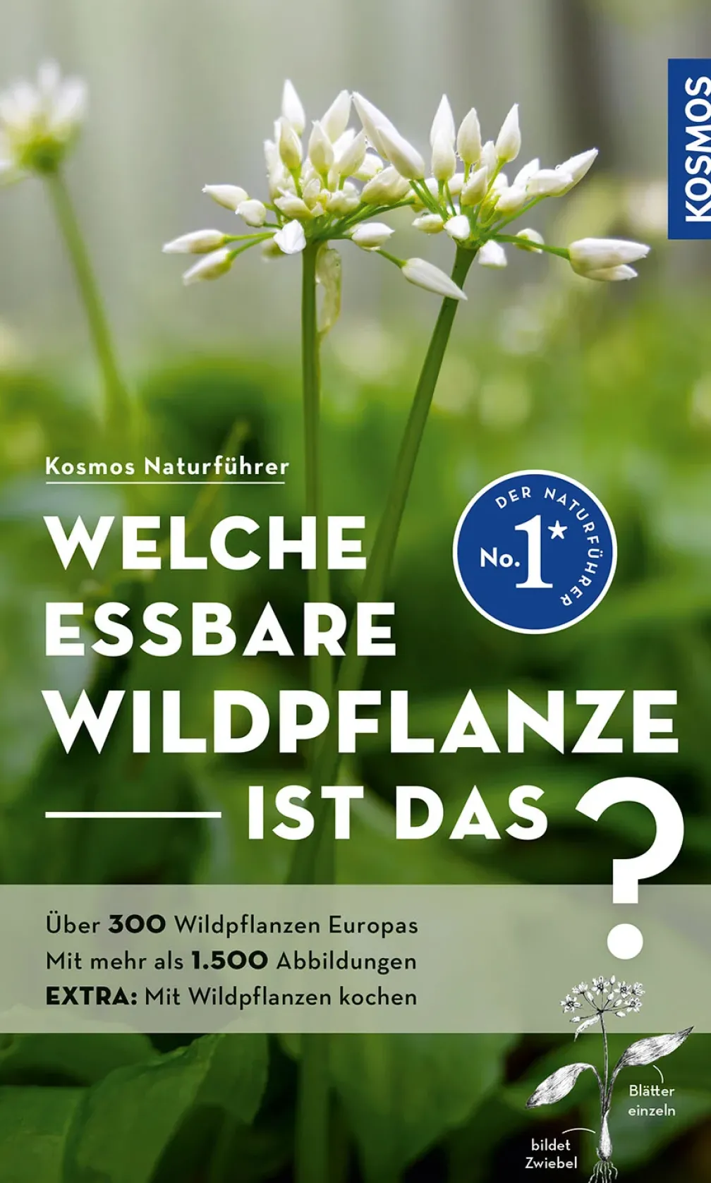 Welche essbare Wildpflanze ist das?
