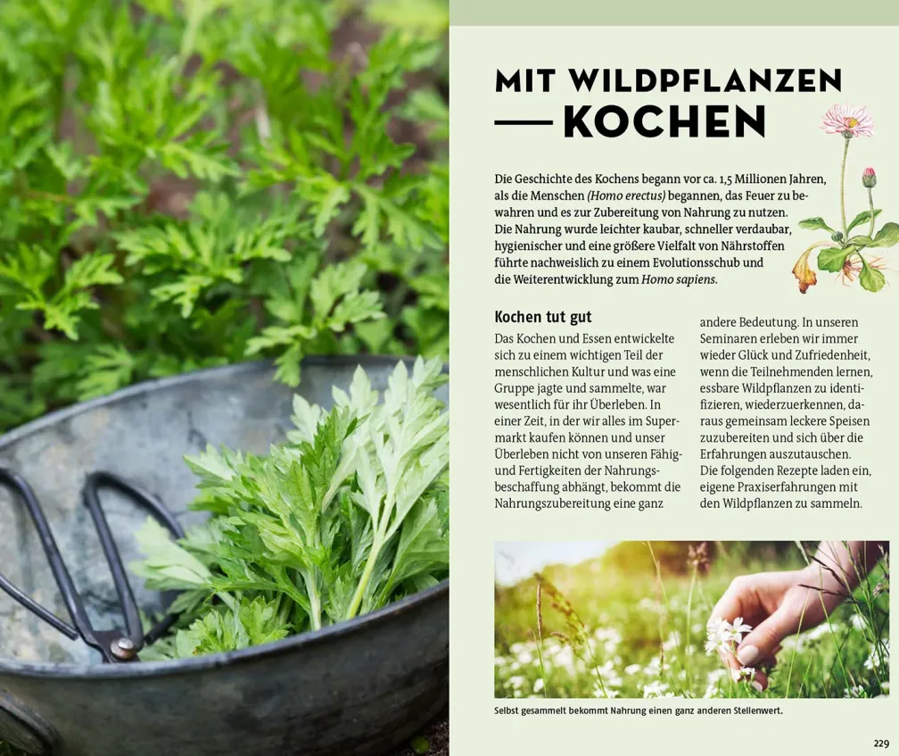 Welche essbare Wildpflanze ist das?