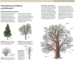 Welcher Baum ist das?