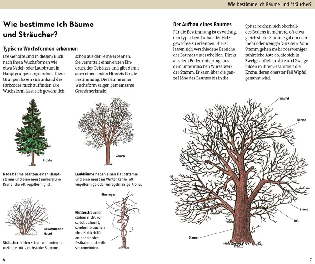 Welcher Baum ist das?