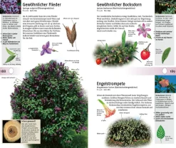 Welcher Baum ist das?