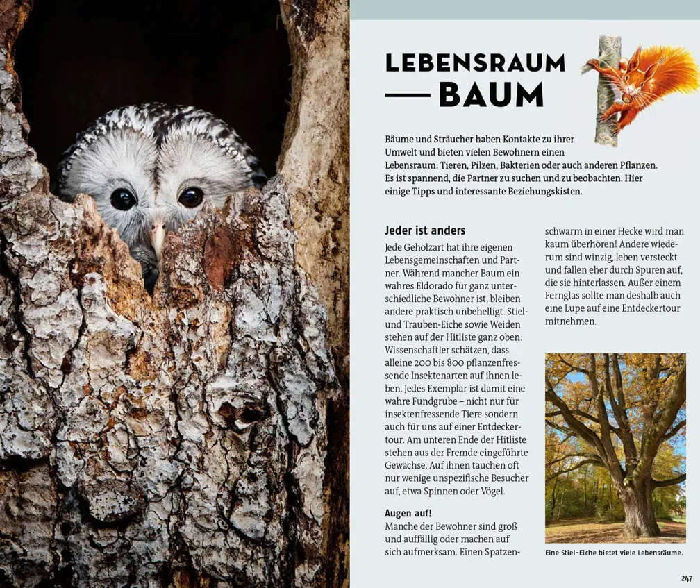 Welcher Baum ist das?