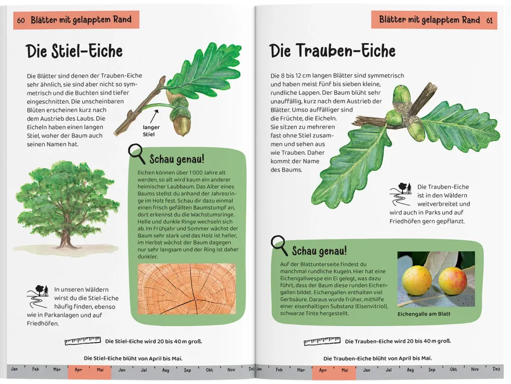 Welcher Baum ist das? Kindernaturführer