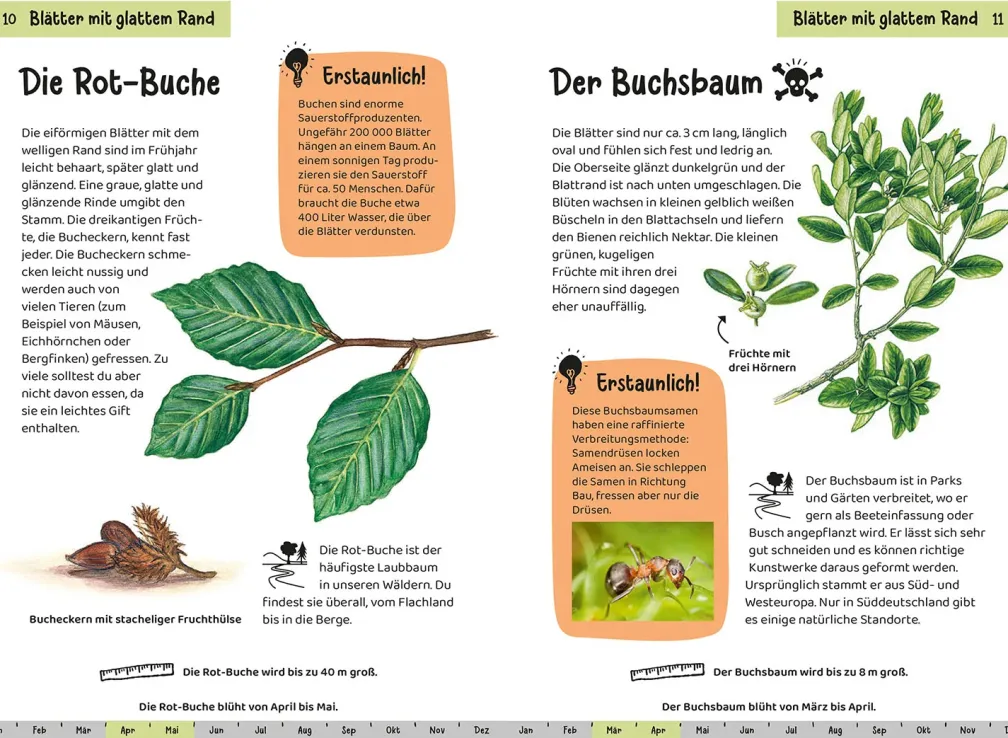 Welcher Baum ist das? Kindernaturführer