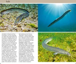 Welcher Fisch ist das?