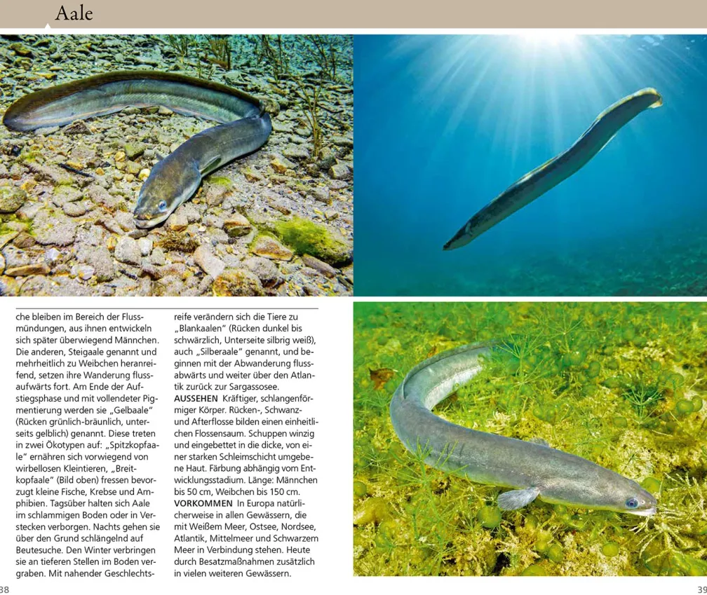 Welcher Fisch ist das?