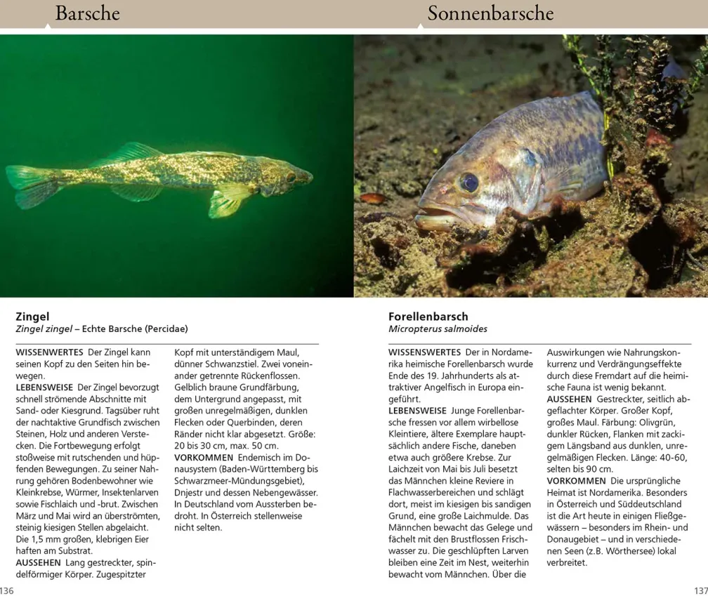 Welcher Fisch ist das?