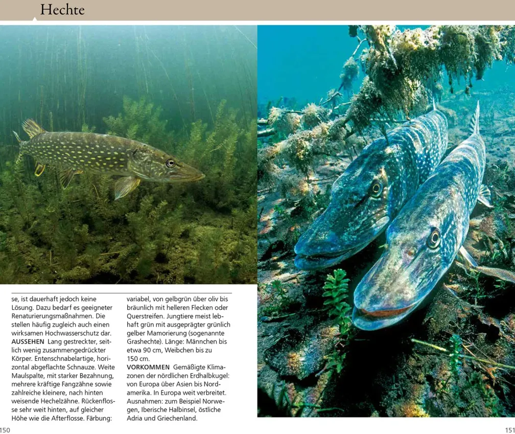 Welcher Fisch ist das?