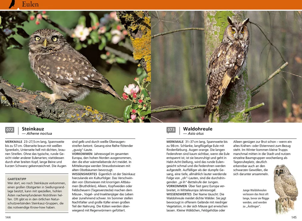 Welcher Gartenvogel ist das?