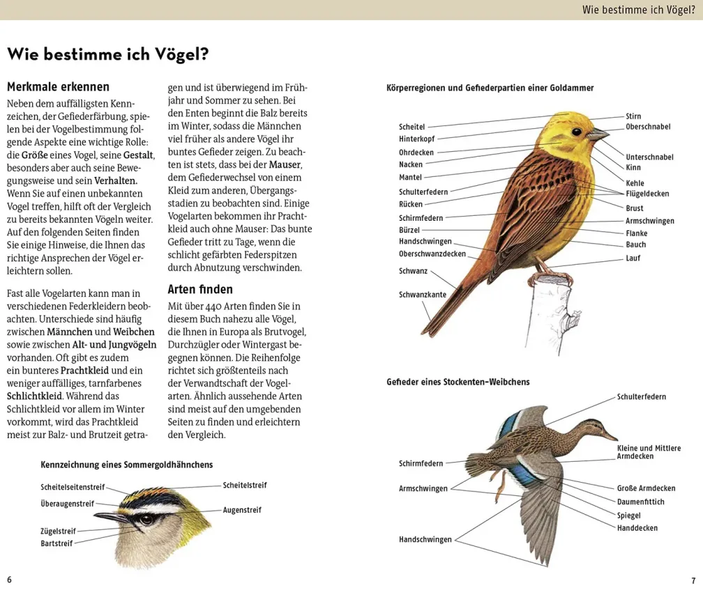 Welcher Vogel ist das?