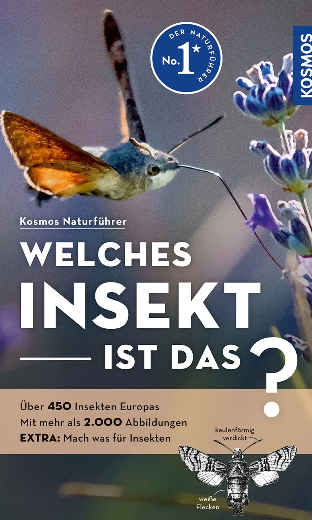 Welches Insekt ist das?