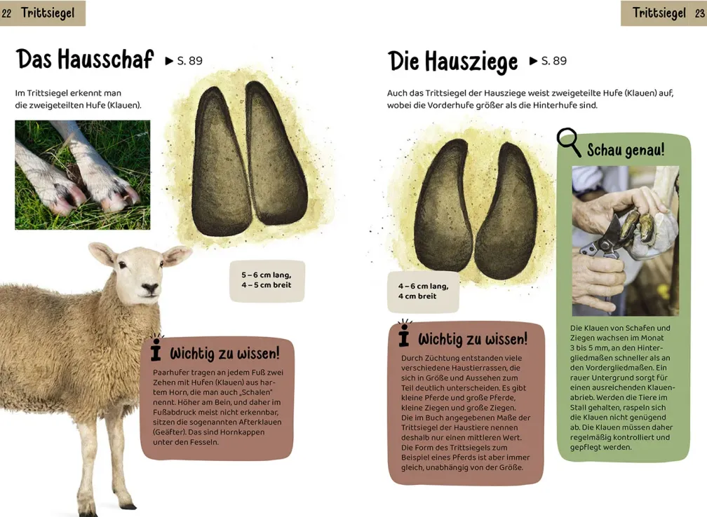 Welche Tierspur ist das? Kindernaturführer