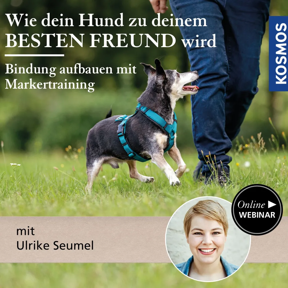Wie dein Hund zu deinem besten Freund wird – Bindung aufbauen mit Markertraining