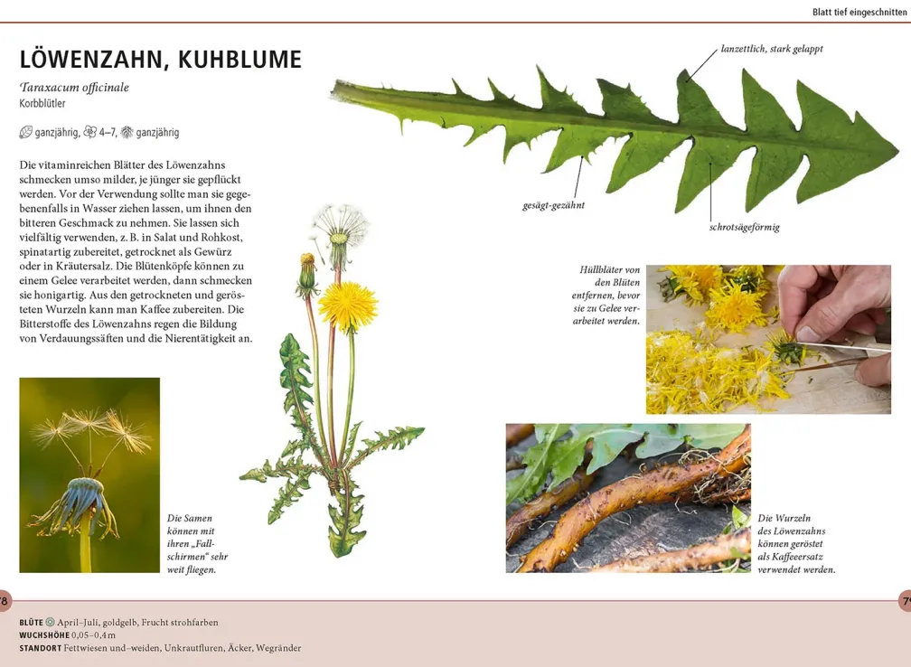 Wildkräuter am Blatt erkennen