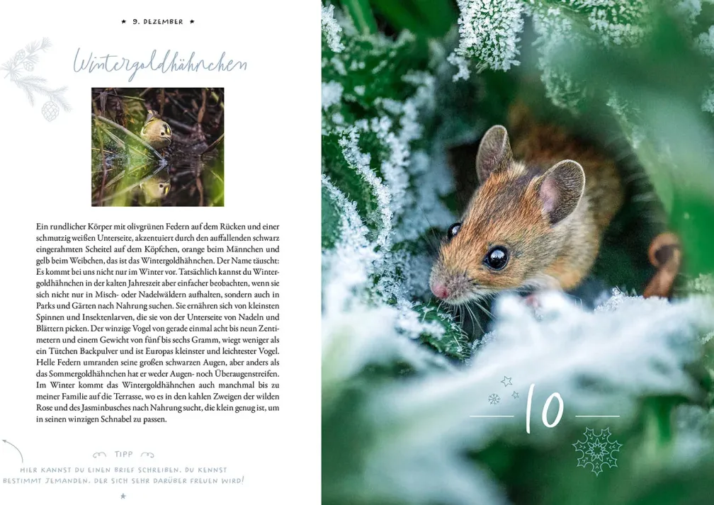 Winter Moments in Nature – der Adventskalender